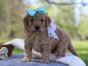 Gabrielo at Cumberland Kennels, LLC