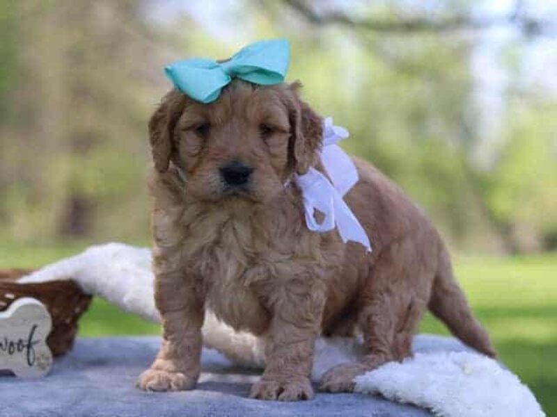 Gabrielo, a F1-Goldendoodle puppy in Kentucky.