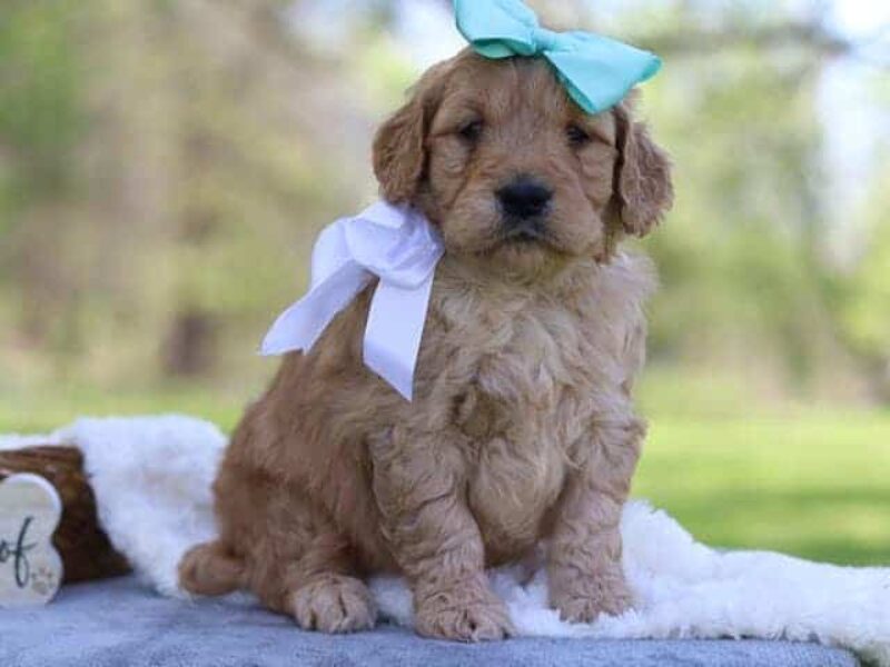 Gabrielo, a F1-Goldendoodle puppy in Kentucky.
