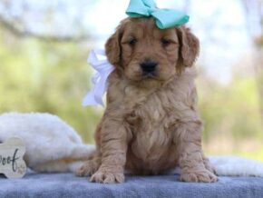 Gabrielo at Cumberland Kennels, LLC