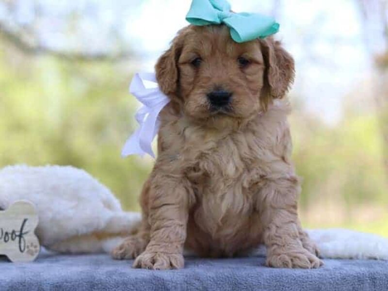 Gabrielo, a F1-Goldendoodle puppy in Kentucky.