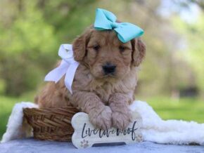 Gabrielo at Cumberland Kennels, LLC