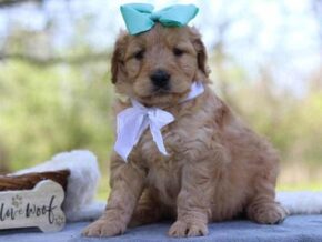 Gaylene at Cumberland Kennels, LLC