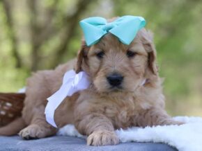 Gaylene at Cumberland Kennels, LLC