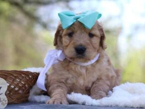 Gaylene at Cumberland Kennels, LLC