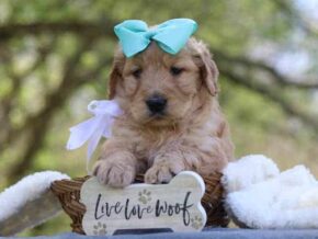 Gaylene at Cumberland Kennels, LLC