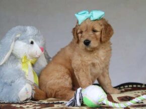 George at Cumberland Kennels, LLC