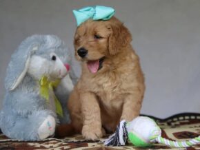 George at Cumberland Kennels, LLC