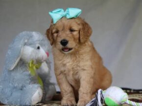George at Cumberland Kennels, LLC