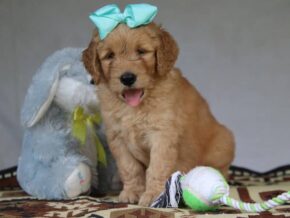 George at Cumberland Kennels, LLC