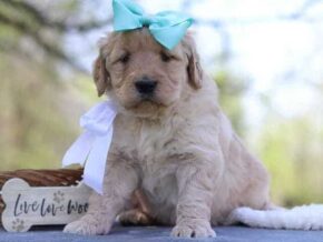Giana at Cumberland Kennels, LLC