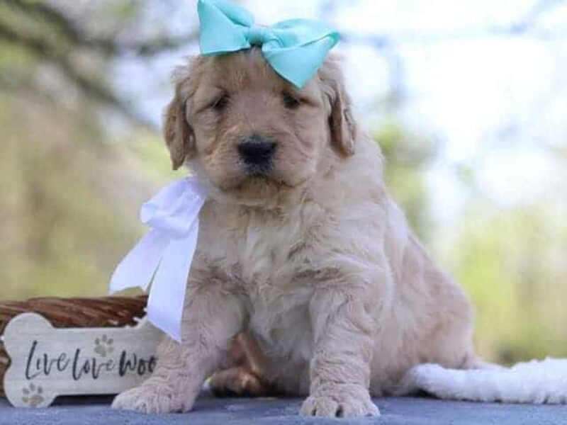 Giana, a F1-Goldendoodle puppy in Kentucky.