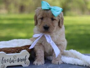 Giana at Cumberland Kennels, LLC