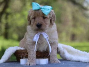 Giana at Cumberland Kennels, LLC