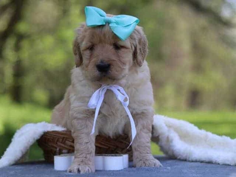Giana, a F1-Goldendoodle puppy in Kentucky.