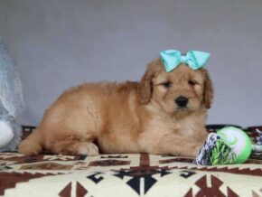 Grace at Cumberland Kennels, LLC