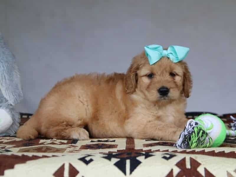 Grace, a F1-Goldendoodle puppy in Kentucky.
