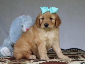 Grace at Cumberland Kennels, LLC