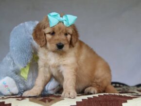 Grace at Cumberland Kennels, LLC