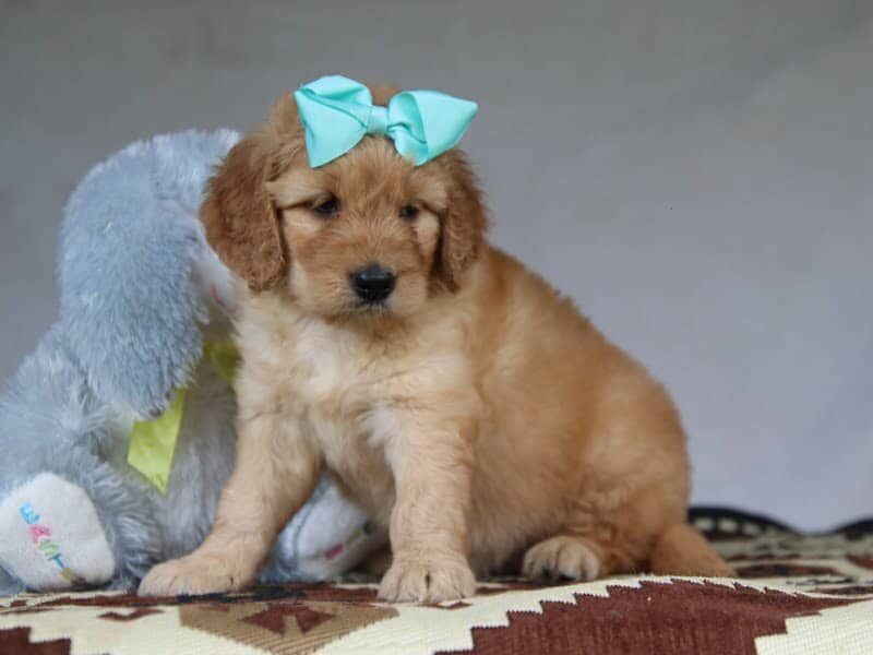 Grace, a F1-Goldendoodle puppy in Kentucky.