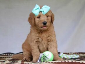 Gracie at Cumberland Kennels, LLC