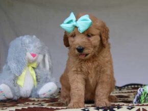 Gracie at Cumberland Kennels, LLC