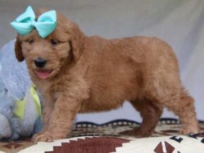 Gracie at Cumberland Kennels, LLC