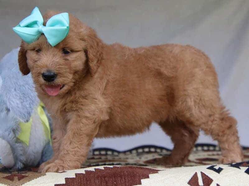 Gracie, a F1-Goldendoodle puppy in Kentucky.