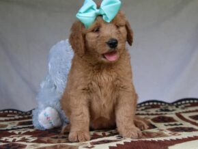 Gracie at Cumberland Kennels, LLC
