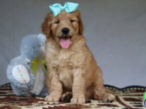 Grant at Cumberland Kennels, LLC