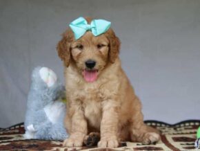 Grant at Cumberland Kennels, LLC
