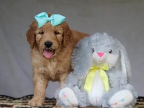 Grant at Cumberland Kennels, LLC
