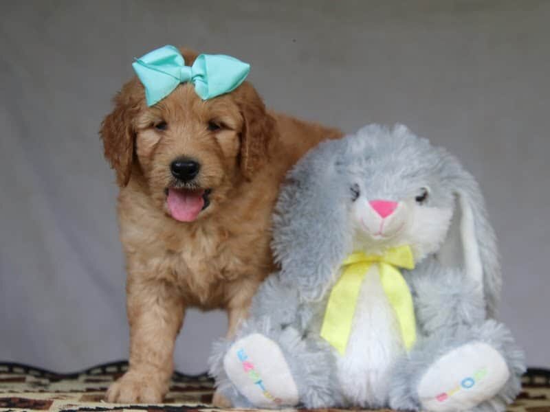 Grant, a F1-Goldendoodle puppy in Kentucky.