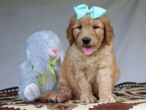 Grant at Cumberland Kennels, LLC