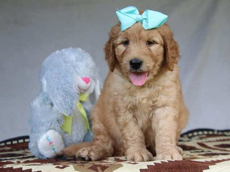 Grant, a F1-Goldendoodle puppy in Kentucky.