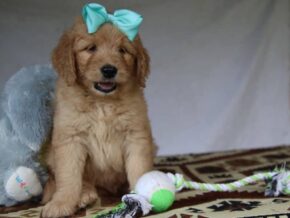 Greyson at Cumberland Kennels, LLC