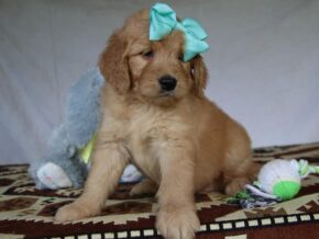 Greyson at Cumberland Kennels, LLC