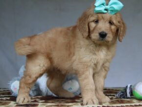 Greyson at Cumberland Kennels, LLC
