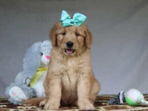 Greyson at Cumberland Kennels, LLC
