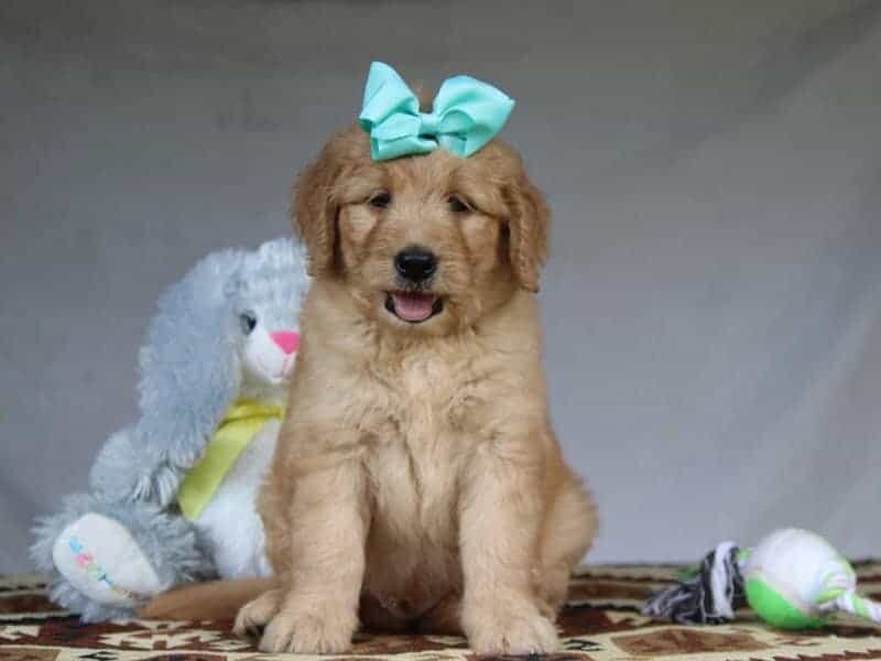 Greyson, a F1-Goldendoodle puppy in Kentucky.