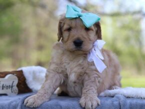 Grover at Cumberland Kennels, LLC