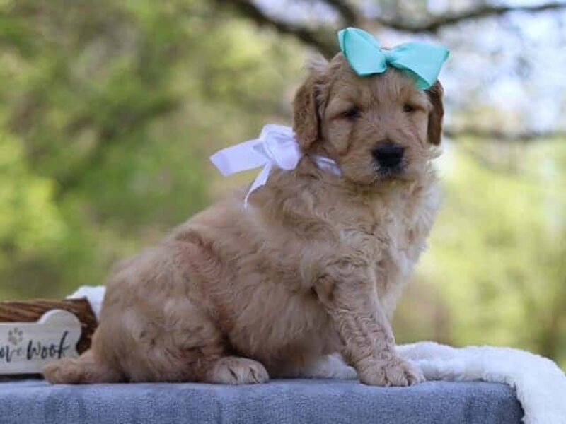 Grover, a F1-Goldendoodle puppy in Kentucky.