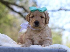 Grover at Cumberland Kennels, LLC
