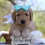 Grover