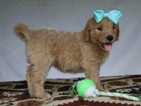 Paige at Cumberland Kennels, LLC