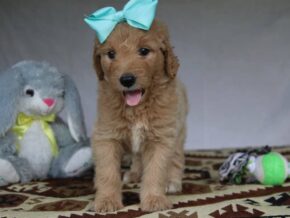 Paige at Cumberland Kennels, LLC