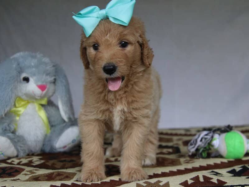 Paige, a F1-Goldendoodle puppy in Kentucky.