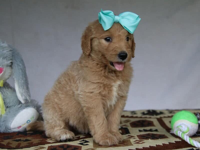 Paige, a F1-Goldendoodle puppy in Kentucky.