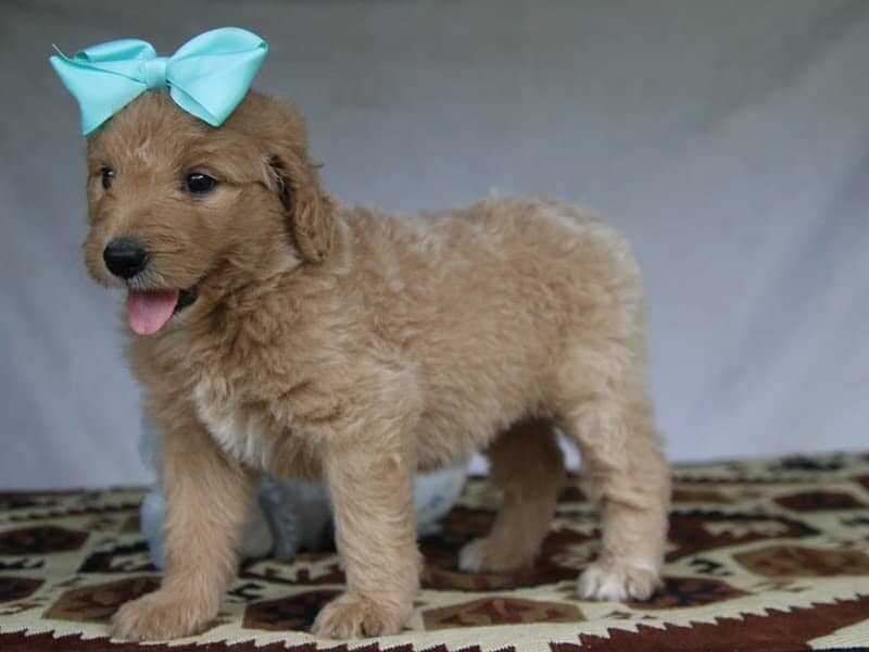 Paige, a F1-Goldendoodle puppy in Kentucky.