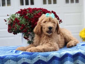 Palmer at Cumberland Kennels, LLC